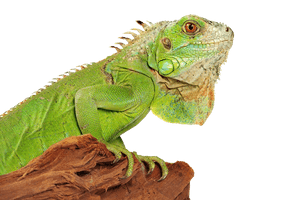 Iguana Photo - Free PNG