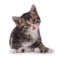 Kitten Transparent Image - Free PNG