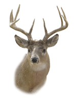 Deer Head Hd - Free PNG