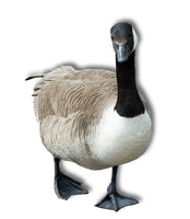 Goose Transparent Image - Free PNG