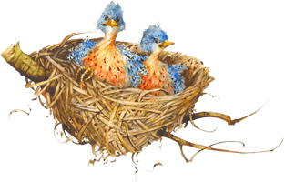 Nest File - Free PNG