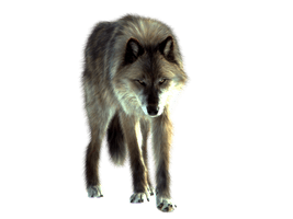 Wolf Png Image