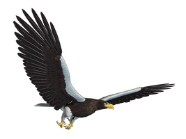 Eagle Png 12