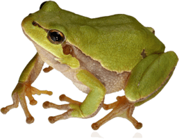 Frog Png 9