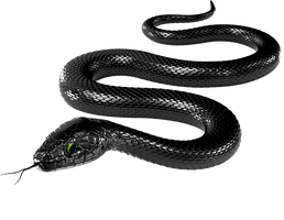 Black Snake Transparent Image - Free PNG