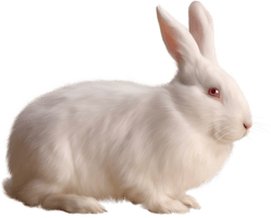 Rabbit Free Png Image