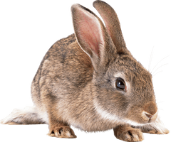 Rabbit Png Picture