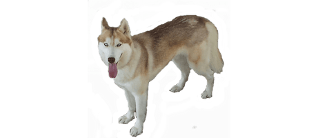 Husky Transparent - Free PNG