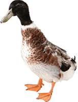 Duck Png Image