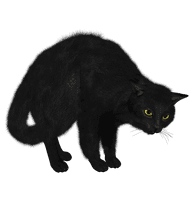 Black Cat Png Image