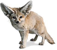 Fennec Fox Photos - Free PNG