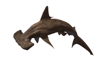 Shark - Free PNG