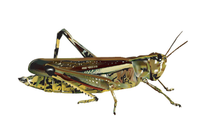 Grasshopper Image - Free PNG