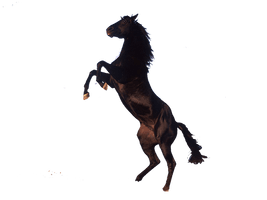 Horse Png