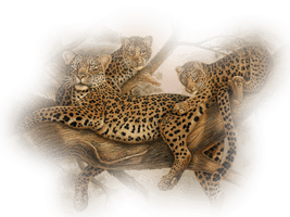 Leopard - Free PNG