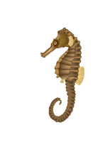 Seahorse Transparent - Free PNG