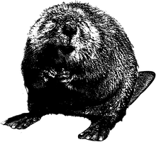 Beaver Clipart - Free PNG