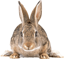 Gray Rabbit Png Image