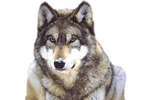 Wolf Transparent - Free PNG