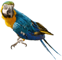 Parrot Free Download Png