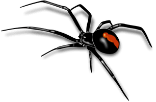 Black Widow Spider - Free PNG