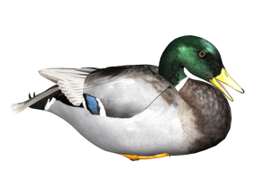 Duck Png