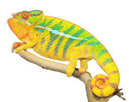 Chameleon Photos - Free PNG