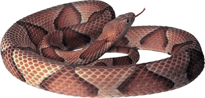 Snake Png Image Picture Download