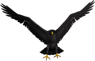 Bald Eagle Png Picture