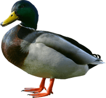 Duck Png Image