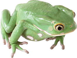 Amphibian Transparent Image - Free PNG