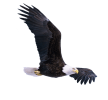 Eagle Png 9