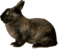 Black Rabbit Png Image