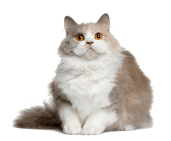 Cat File - Free PNG