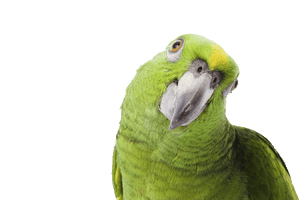 Green Parrot Png Image Download