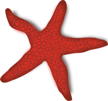 Starfish Png File