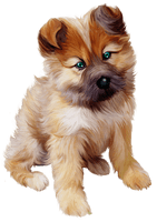 Puppy Photos - Free PNG