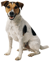 Dog - Free PNG