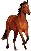 Horse Transparent Image - Free PNG