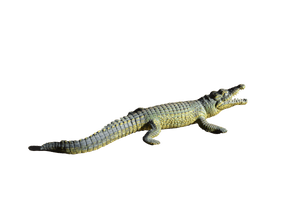 Alligator Transparent - Free PNG