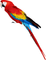 Parrot Free Png Image