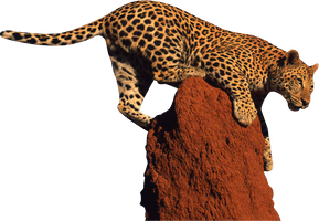 Leopard Clipart - Free PNG