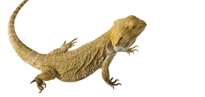 Bearded Dragon Transparent - Free PNG