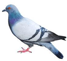 Pigeon Free Png Image