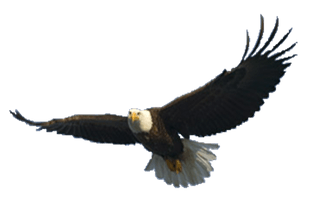 Bald Eagle Free Png Image