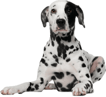 Dog Png Image Picture Download Dogs