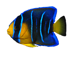 Ocean Fish Transparent Image - Free PNG