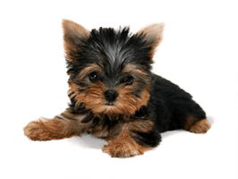 Dog Png Image Picture Download Dogs