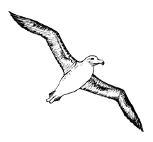 Albatross Image - Free PNG