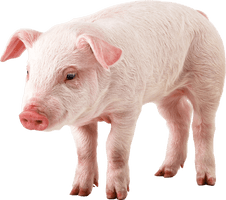 Pig Png Image